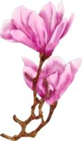 vattenfärg blomma magnolia png