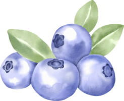 watercolor blueberry clip art berry png