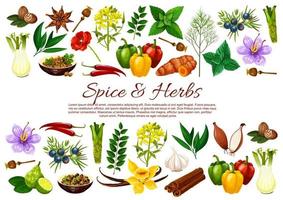 Chilli, pepper, cinnamon, garlic. Spice and herbs vector
