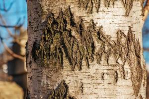 textura de corteza de abedul. la textura de la corteza de abedul. fondo de corteza de abedul. tronco de abedul, betula pendula. foto