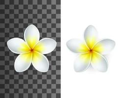 Plumeria flower with white and yellow petals vector