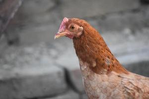 vista de cerca de una cara de gallina foto