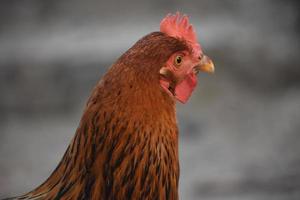 red brown hen face view photo