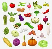 Vector isolated vegetables and salads