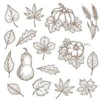 Autumn leaves and pumpkins vector sketch icons