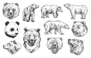 bocetos vectoriales de oso grizzly y panda vector