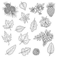 Autumn leaf of maple and oak, fall acorn and rowan vector