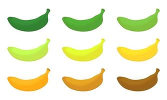 a collection of banana illustrations vector