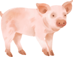 imágenes prediseñadas de cerdo acuarela png