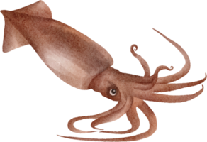 watercolor squid clip art png