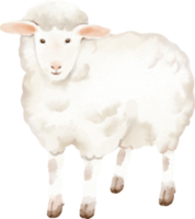 waterverf schapen schattig klem kunst png