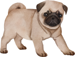 vattenfärg hund mops png