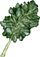 watercolor kale vegetable png