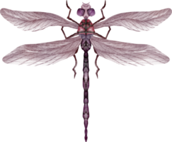 watercolor dragonfly clip art png