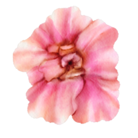 flor rosa aquarela png