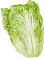 lettuce watercolor vegetable png