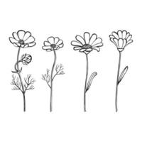 Set of herbs and wild flowers. Hand drawn floral elements. Vector illustration isolated on white background.