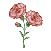 aquarela cravo flor clipart vermelho png