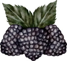 watercolor blackberry fruit png