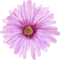 fleur d'aster aquarelle png