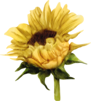 fleur de tournesol aquarelle png