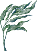 aquarela algas verdes png