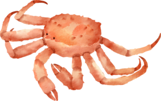 crabe royal aquarelle png