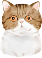 aquarellkatze exotisch png