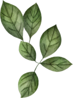 clipart de hojas de acuarela png
