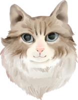 aquarela gato persa png