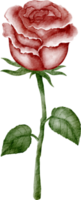 watercolor rose red png