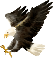 clip art de acuarela de águila png