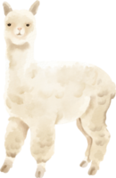 clipart fofo de alpaca em aquarela png