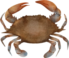 watercolor crab clip art png