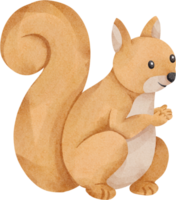 acquerello scoiattolo carino clip arte png