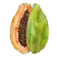 vattenfärg papaya klämma konst element png