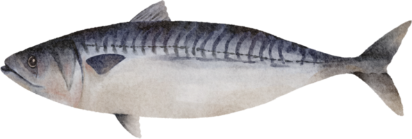 watercolor mackerel clip art png