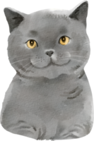 gato aquarela britânico shorthair png