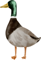 imágenes prediseñadas de pato acuarela png