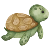 aquarell süße schildkröte png