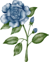 waterverf blauw roos png