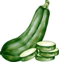 vattenfärg zucchini vegetabiliska png