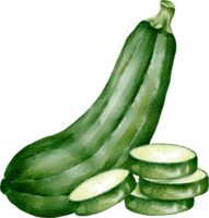 légume courgette aquarelle png