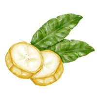 elemento de clip art de plátano acuarela png