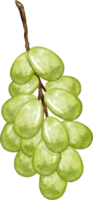 acuarela uva verde png