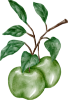 watercolor green apple