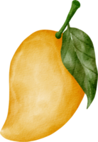 watercolor mango clip art png