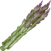 clipart de légumes asperges aquarelle png