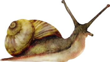 watercolor snail insect png