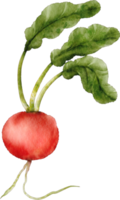 watercolor radish vegetable png